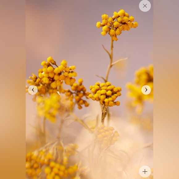 L'OCCITANE  IMMORTELLE PRECIOUS ENRICHED EMULSION - Picture 4 of 4